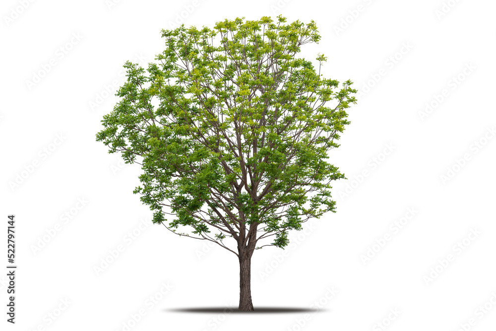 Fototapeta premium Tree png isolated transparent on white background, Tropical Big Green Tree cut out in high quality, Realistic with shadow environment, Nature element single object image for raw material editing work