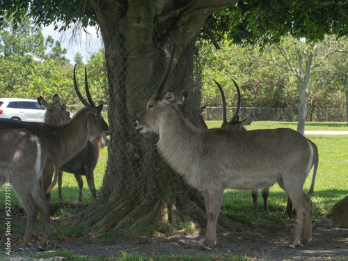 Next to a tree wrapped in mesh for scratching waterbucks stand still