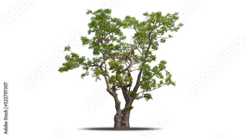 Fototapeta Naklejka Na Ścianę i Meble -  Tree png isolated transparent on white background, Tropical Big Green Tree cut out in high quality, Realistic with shadow environment, Nature element single object image for raw material editing work