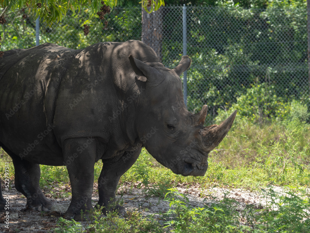 Naklejka premium Rhino standing still