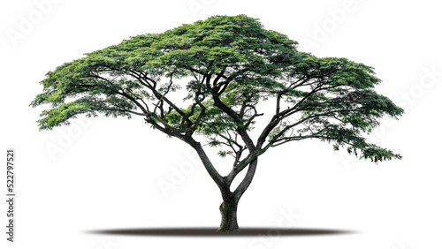 Tree png isolated transparent on white background, Tropical Big Green Tree cut out in high quality, Realistic with shadow environment, Nature element single object image for raw material editing work