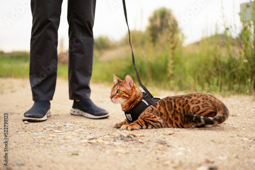 Scared beautiful bengal cat with green eyes outdoors lying on ground.Unrecognizable man walking with a leash.Pet promenade on a harness.Nervous animal on a breeh-band