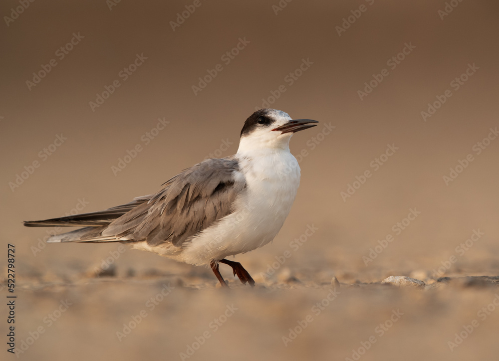 Portrait of a juvenile White-cheeked tern, Bahrain Portrait of a juvenile White-cheeked tern, Bahrain
