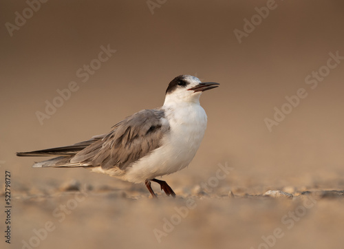 Portrait of a juvenile White-cheeked tern, Bahrain © Dr Ajay Kumar Singh