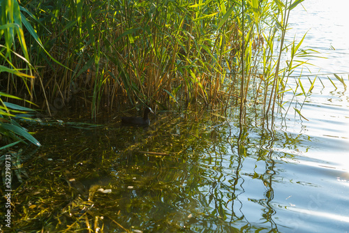 Landscape with reeds on the background of the water surface