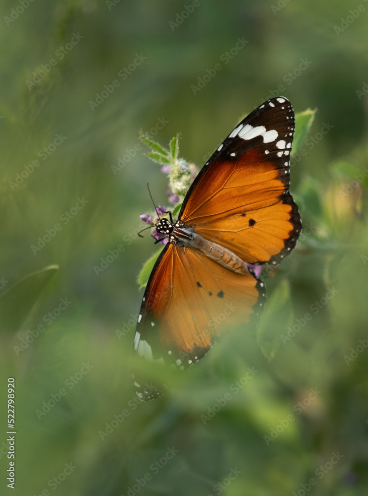 Fototapeta premium A plain tiger butterfly perched on a flower