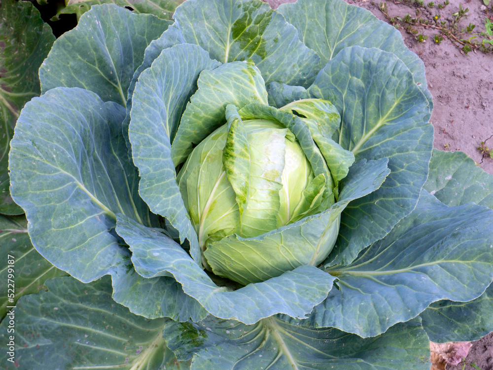 Obraz premium fresh head of cabbage in the garden