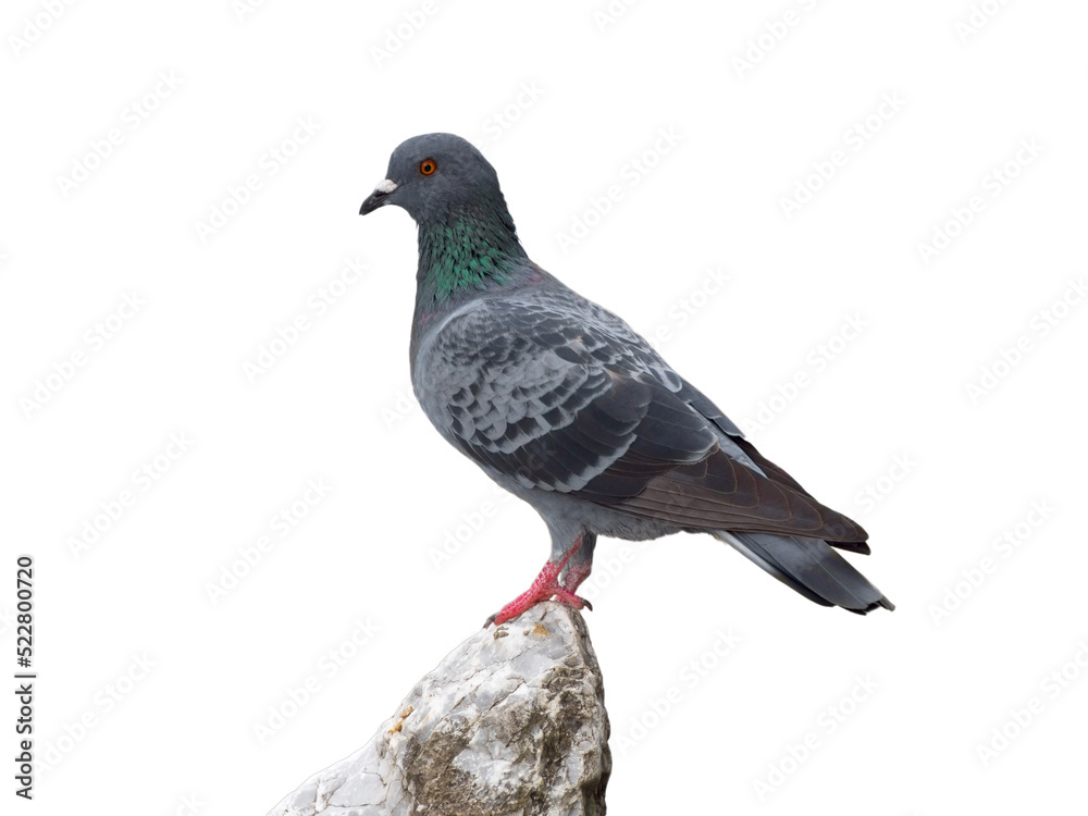 pigeon isolated on white background pigeon isolated on white background