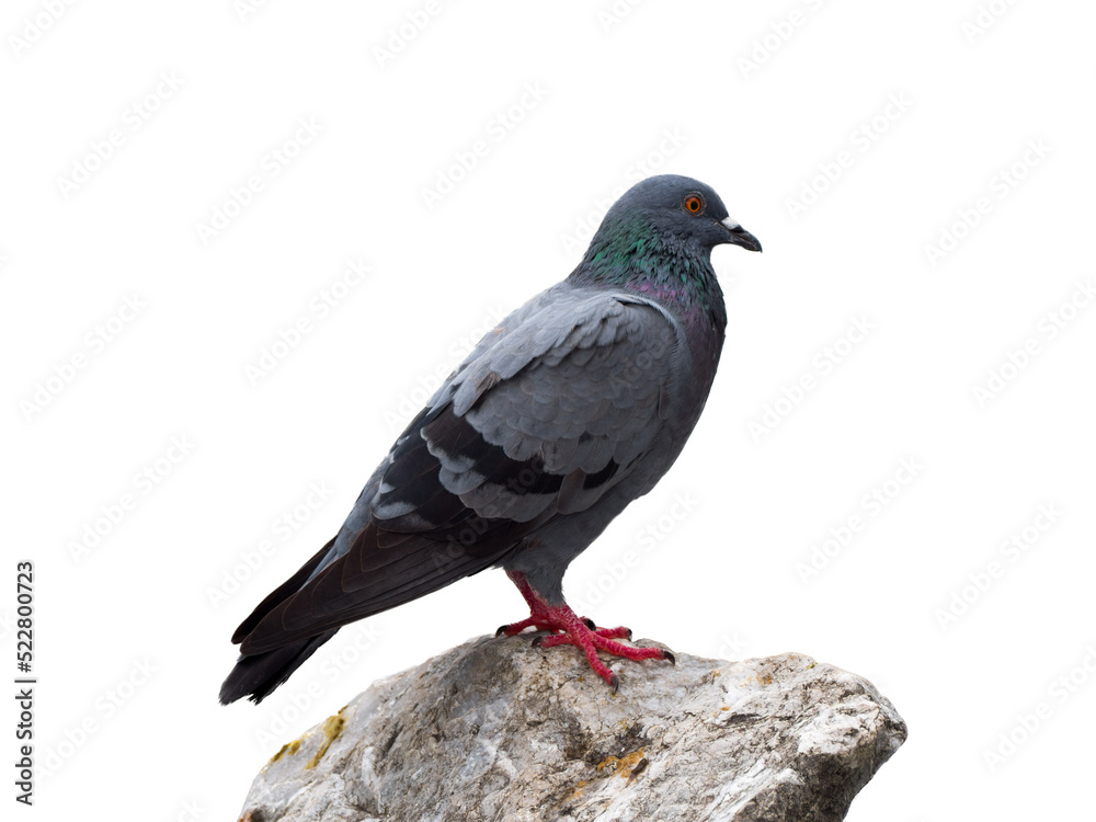 Obraz premium pigeon isolated on white background