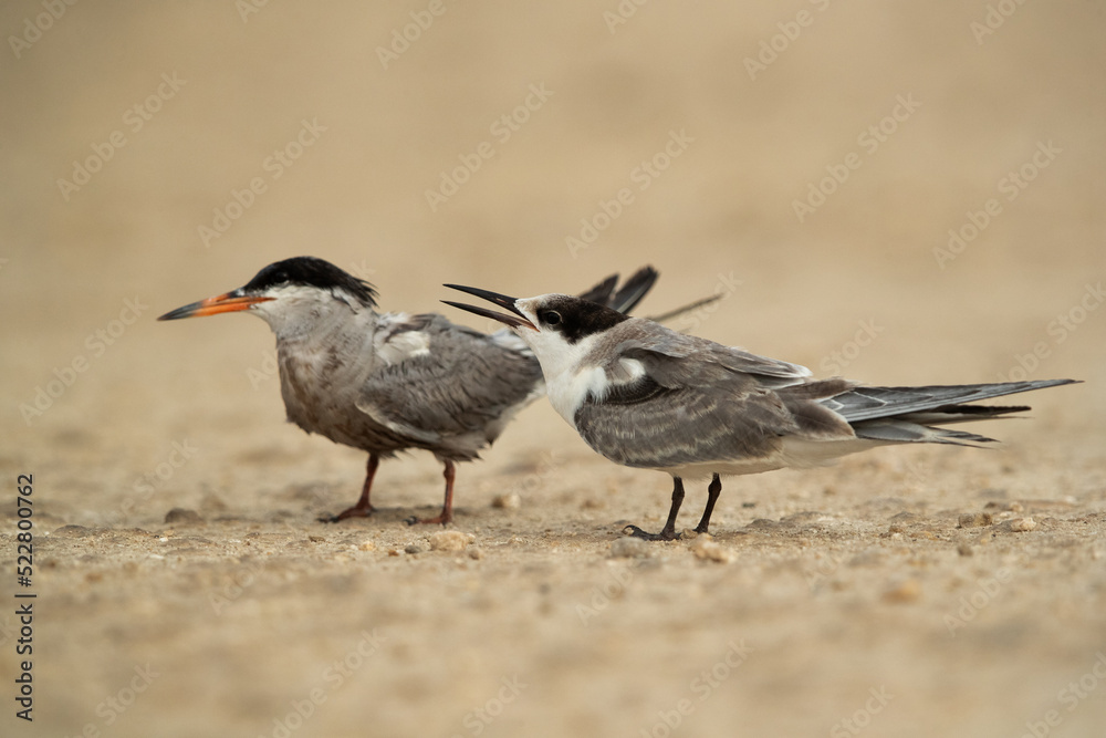 Fototapeta premium A juvenile White-cheeked tern begging for food, Bahrain