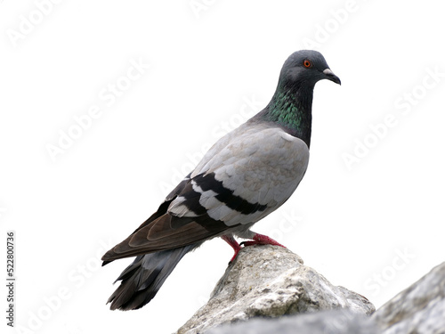 pigeon isolated on white background.