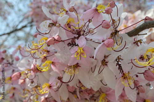 Pale pink flowers with yellow stamens, brown stalks bloom on the Wishing Tree or Pink Shower, Scientific name Cassia bakeriana Craib. Tree Auspicious and popular to decorate the park.
 photo