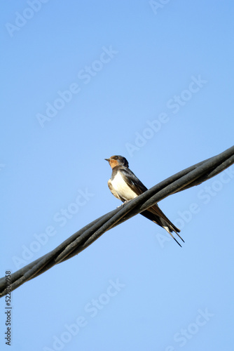 golondrina migratoria posada en un cable © planeta11