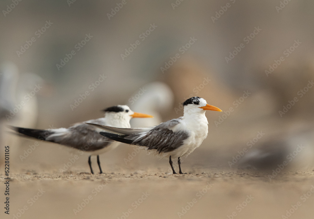 Greater Crested Terns perched on ground at Tubli, Bahrain Greater Crested Terns perched on ground at Tubli, Bahrain