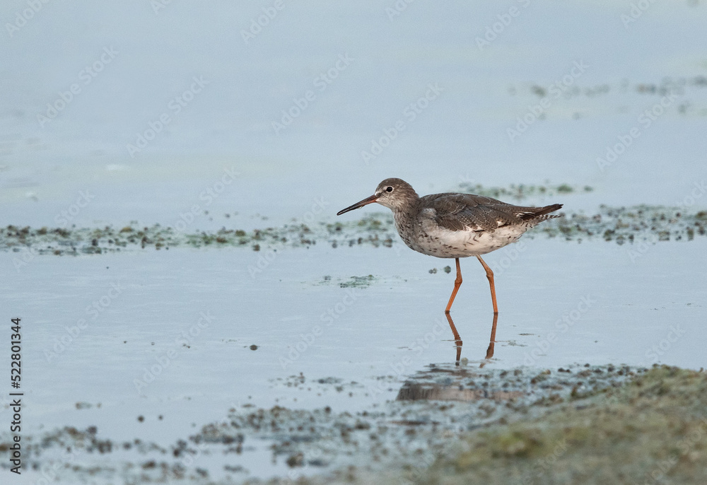 Portrait of a Common Redshank at Arad coast, Bahrain Portrait of a Common Redshank at Arad coast, Bahrain