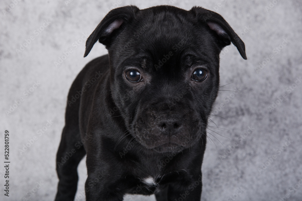 Black female American Staffordshire Bull Terrier dog puppy on gray background Black female American Staffordshire Bull Terrier dog puppy on gray background