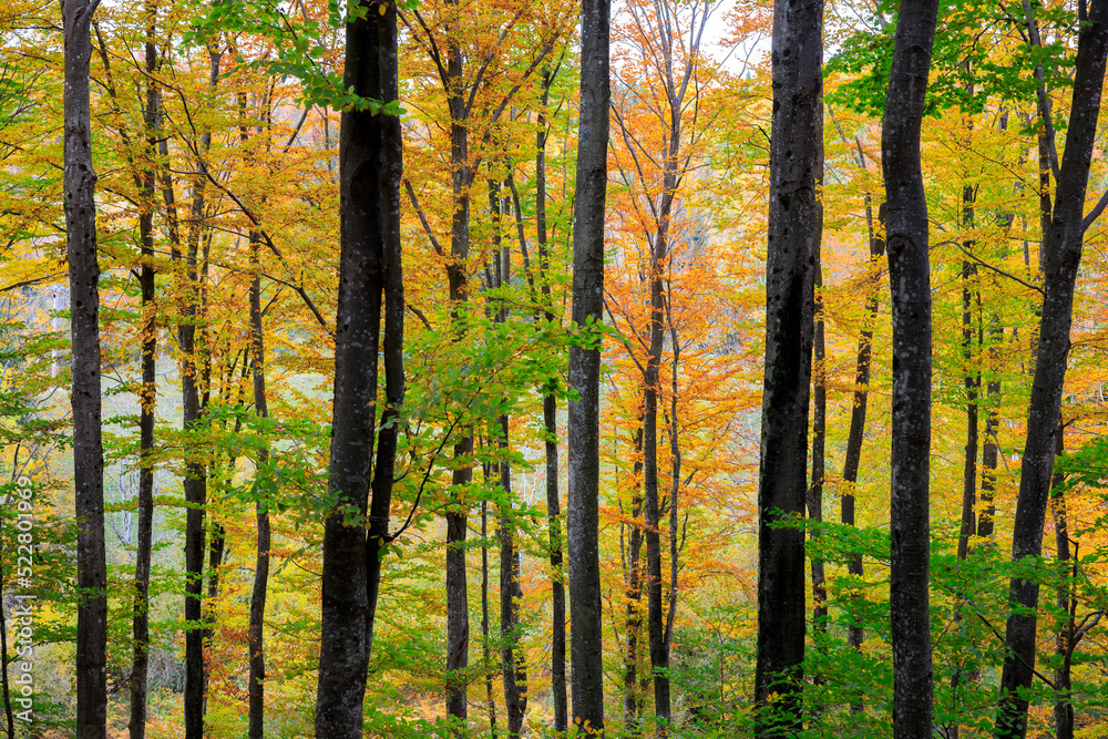 Autumn Forest Colour Mood Background