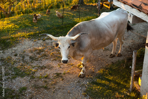 Istrian Cattle or Boskarin a breed of Dairy Cow - Slovenia photo