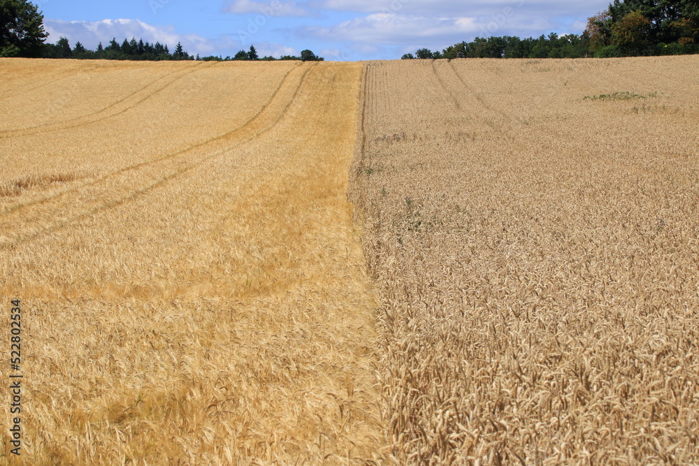 Grenze zwischen zwei Getreidefelder verläuft in der Bildmitte