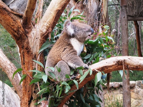 Cleland Wildlife Park
