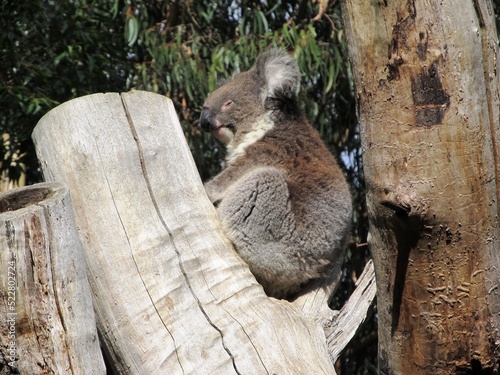 Cleland Wildlife Park