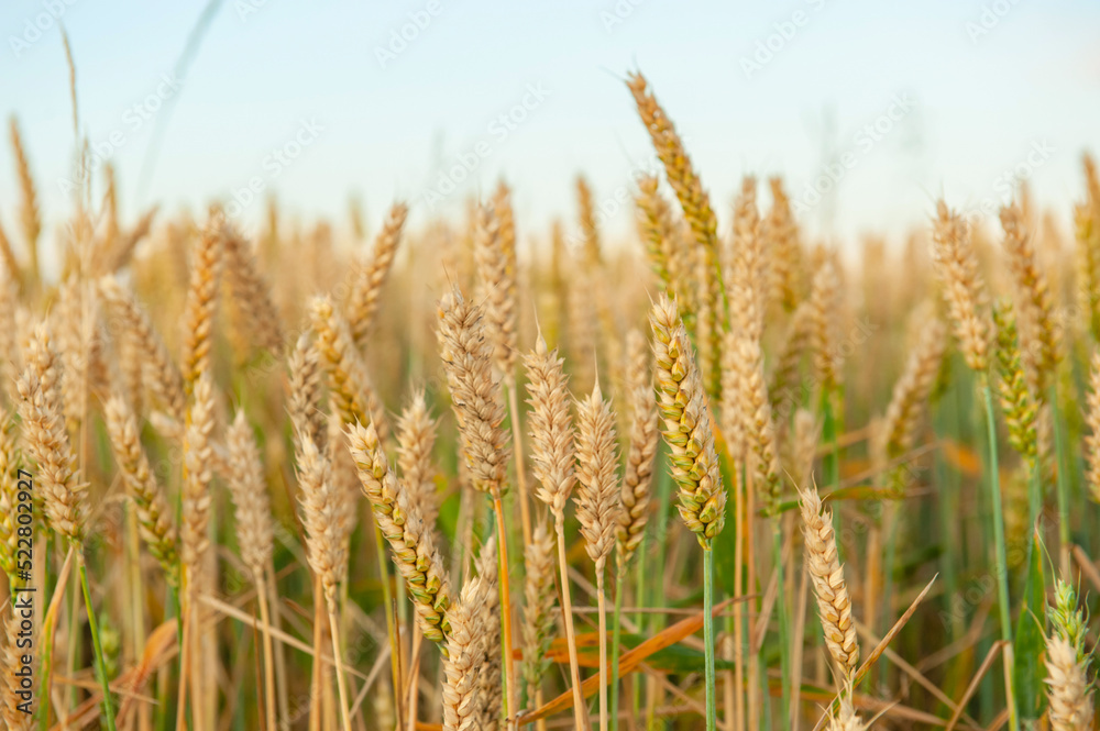 Ripening wheat in the field. Ears. Farming. Agriculture. The concept of healthy organic food.