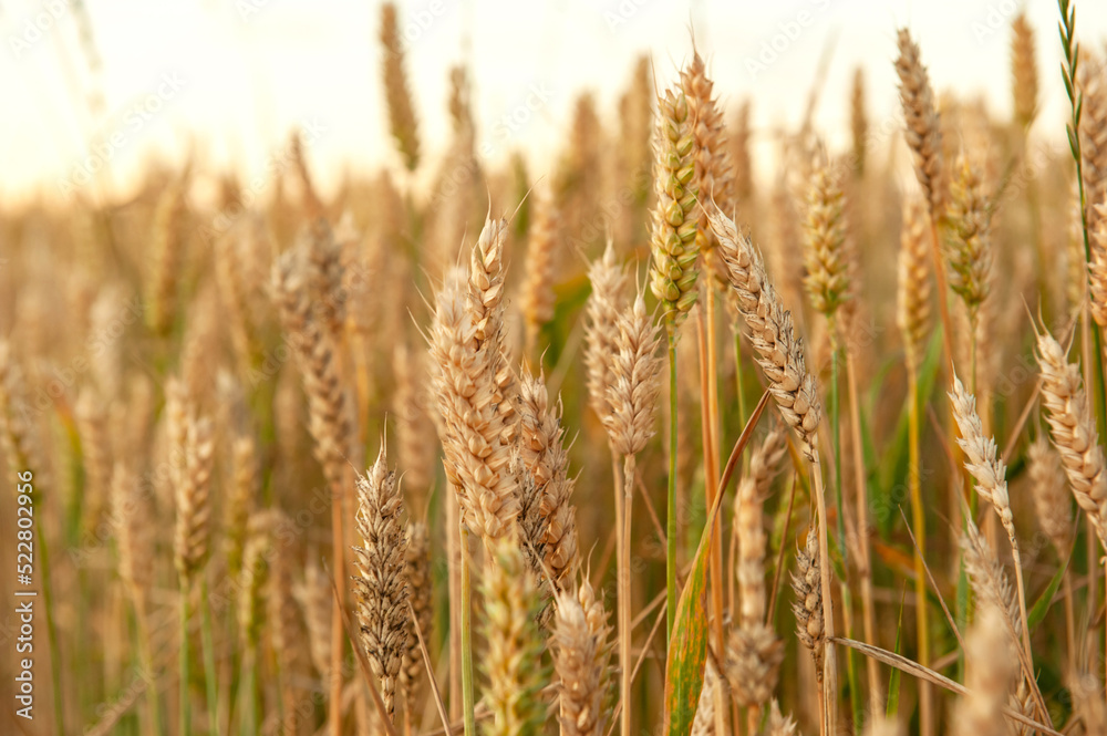 Ripening wheat in the field. Ears. Farming. Agriculture. The concept of healthy organic food. Ripening wheat in the field. Ears. Farming. Agriculture. The concept of healthy organic food.