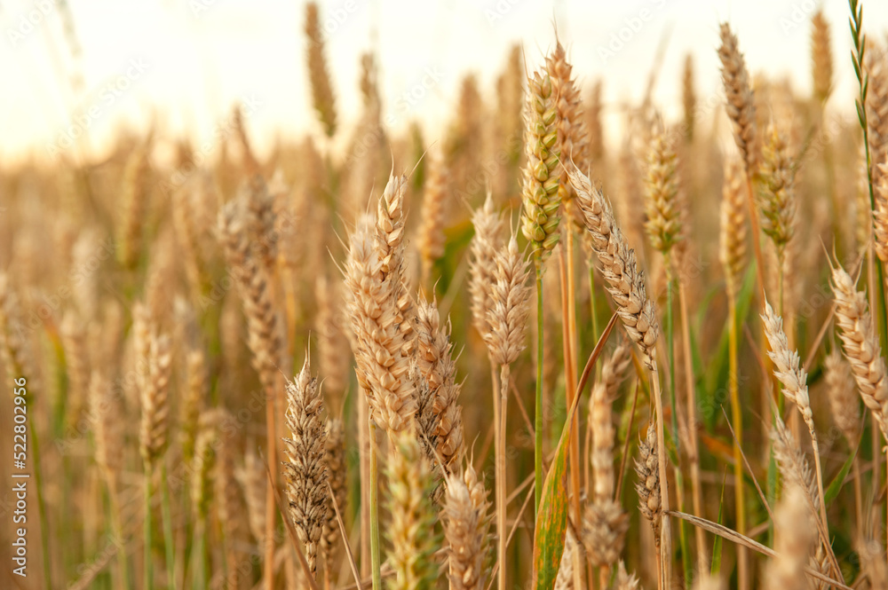 Ripening wheat in the field. Ears. Farming. Agriculture. The concept of healthy organic food.