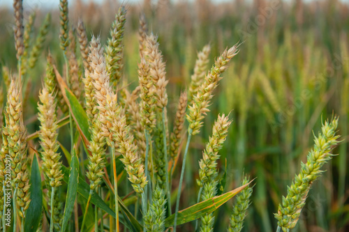 Ripening wheat in the field. Ears. Farming. Agriculture. The concept of healthy organic food.