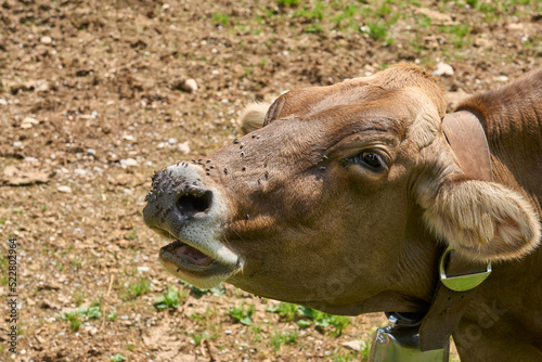 Obraz na plátne Cow on pasture suffering from hundreds of tiresome blowflies