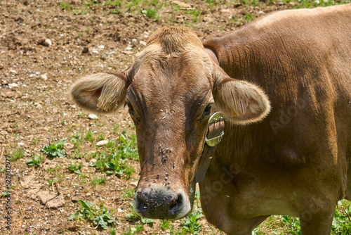 фотографія Cow on pasture suffering from hundreds of tiresome blowflies