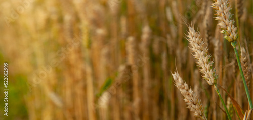 Ripening rye in the field. Ears. Harvest. Agriculture. The concept of organic healthy food.