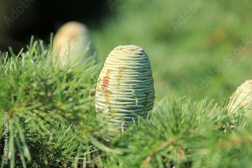 Cones and needles of Cedrus atlantica close-up on a blurry background
