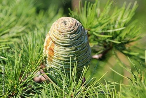 Cones and needles of Cedrus atlantica close-up on a blurry background photo
