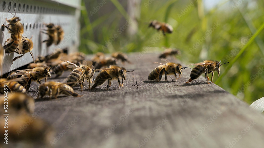 Abeilles gardiennes défendant l'entrée de la ruche contre les frelons asiatiques Abeilles gardiennes défendant l'entrée de la ruche contre les frelons asiatiques