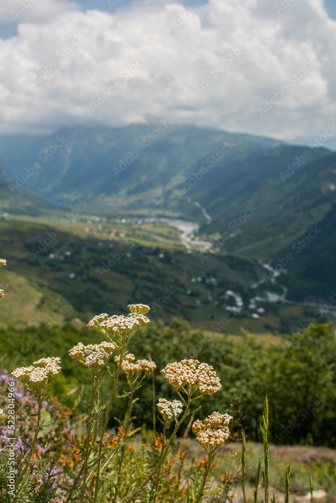 Panoramic view of the meadow and mountains with small colorful flowers, during the trek from Mestia town to Ushguli, in Geogia.