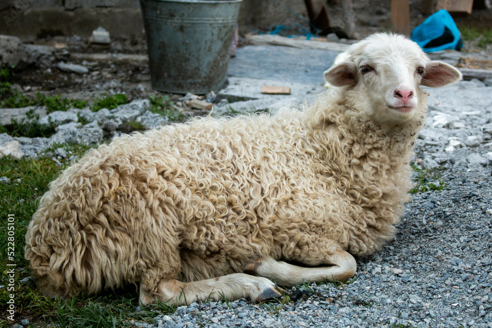 White sheep resting in the village of Adishi. The Mestia-Ushguli trek, Georgia. White sheep resting in the village of Adishi. The Mestia-Ushguli trek, Georgia.