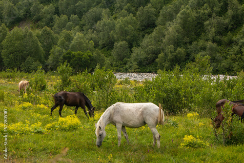 Horses grazing free in the Caucasus mountain range on the Mestia-Ushguli trekking trail, Georgia. 