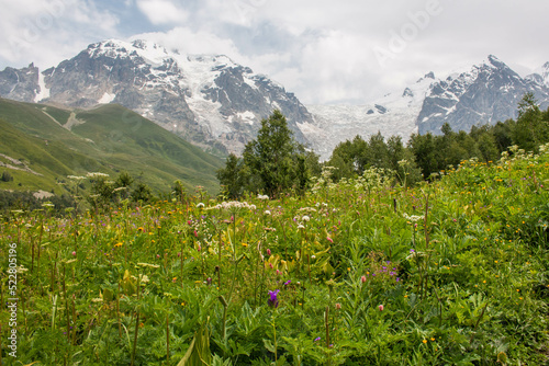 Beautiful meadow with colorful wildflowers, in the snowy Caucasus mountain range, departure from the city of Adishi. Trekking from Mestia-Ushguli, Georgia. 