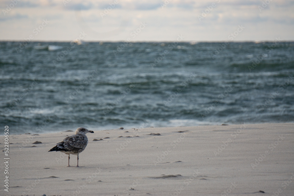 Naklejka premium seagull on the beach
