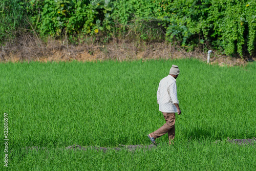 Foto An Indian farmer surveying his rice fields