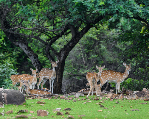 A herd of spotted deer in a forest