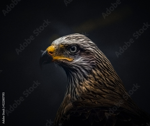 portrait of a red kite
