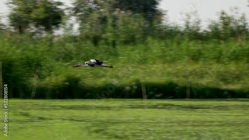 The stork flies over a swamp or lake in search of food. The flight of the stork.