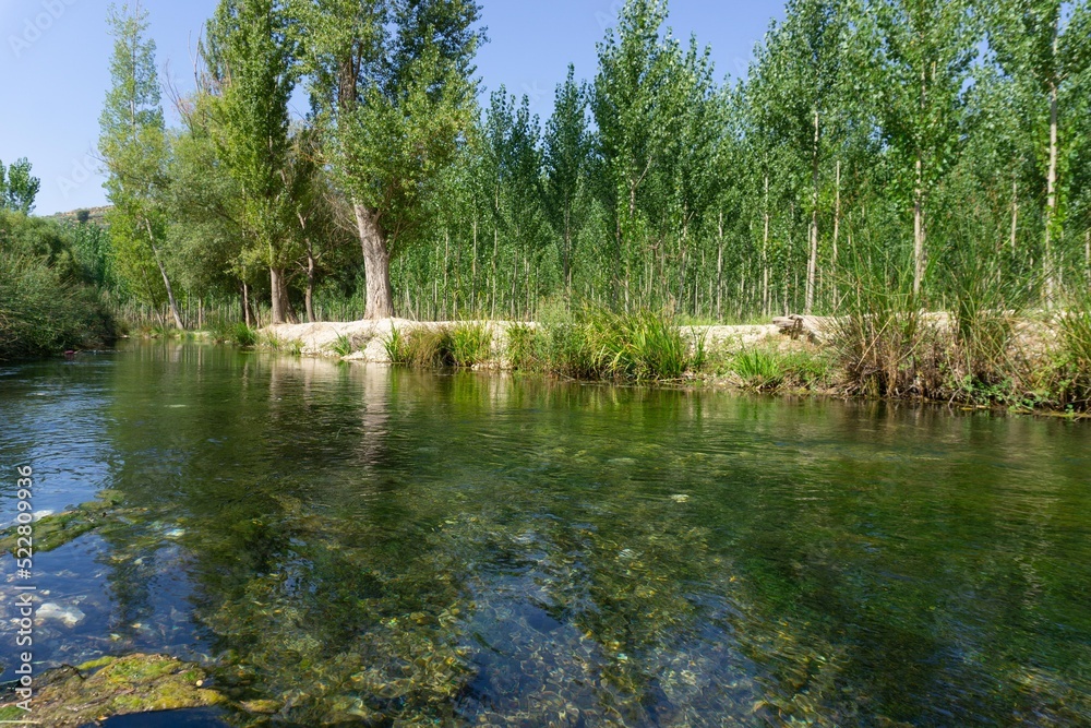 Poplars in summer by the river.