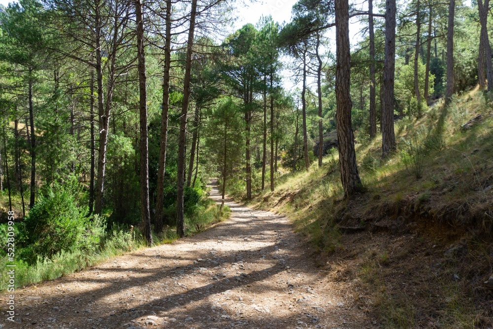 Fototapeta premium Going down the forest track to the river.
