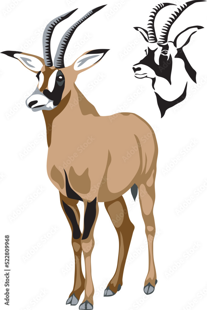 Roan antelope - vector illustration - obrazy, fototapety, plakaty 