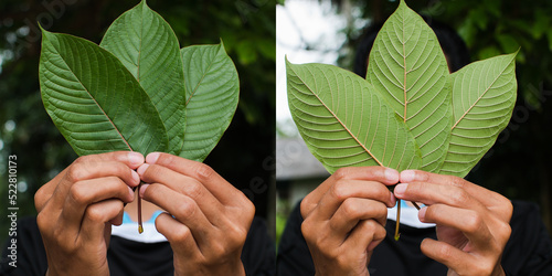 front and back of Kratom leaf(Mitragyna speciosa) Mitragynine. Drugs and Narcotics.Kratom is Thai herbal which encourage health.