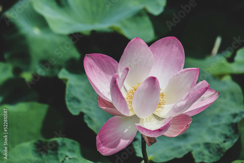Bees are pollinating yellow lotus flowers blooming beautifully in the lotus pond.