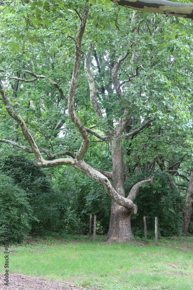 mighty old tree in the city botanical garden mighty old tree in the city botanical garden